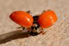 Harmonia axyridis